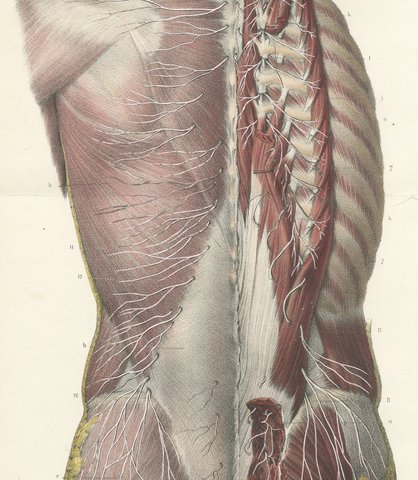 Nerves of the Whole Back, Hirschfeld Double Folding Plate, 1866, view 4