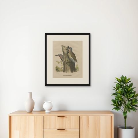 Large Old Bird Print Depicting Two Gilded Flickers, 1869, shown framed on a wall