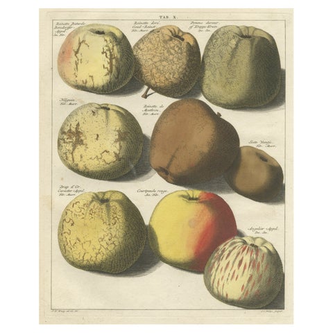 Original Hand-Colored Antique Print of Various Apples, 1758