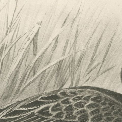 Duck and Young, Antique Bird Print after Lilian Medland, circa 1909, close-up 2