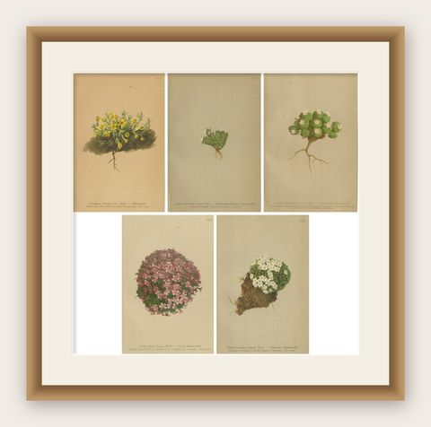 Alpine Botanical Prints Set of 5, Aretia & Douglasia, Antique Chromolithos, 1897, shown framed