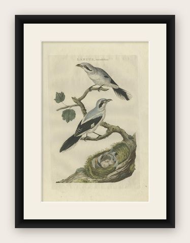 Antique Bird Print of the Great Grey Shrike by Sepp & Nozeman, 1789, shown framed