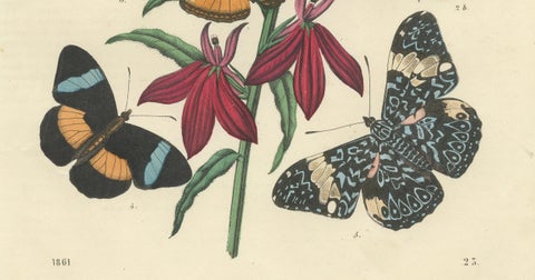 1861 Hand-Colored Lithograph of Butterflies and Botanical Flowers, close-up 2