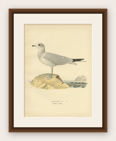 Antique Bird Print of the Common Gull 'Winter' by Von Wright '1929', shown framed