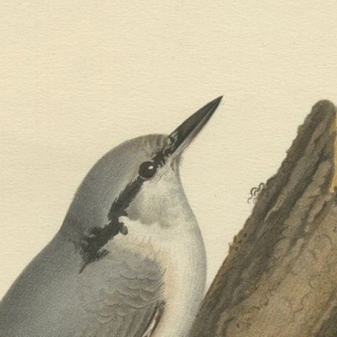 Attractive Antique Bird Print of the Eurasian Nuthatch, 1927, close-up 1