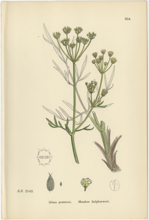 Antique English Botanical Prints, British Wildflowers & Herbs for Interiors, view 6