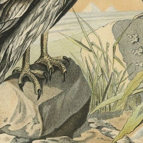 Antique Print of The Egyptian Vulture or White Scavenger Vulture Chicken, 1894, close-up 2