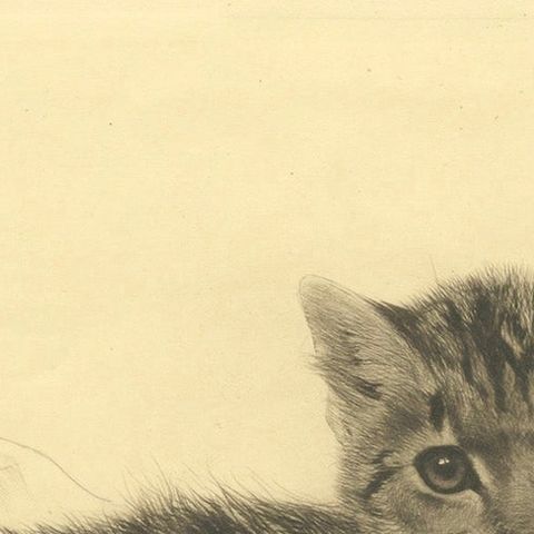 Antique Cat Etching by Kurt Meyer-Eberhardt, Estate Edition, Posthumous 1977, close-up 6