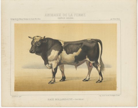 Dutch Bull, Black and White Cattle Chromolithograph by Olivier de Penne, 1863, view 2