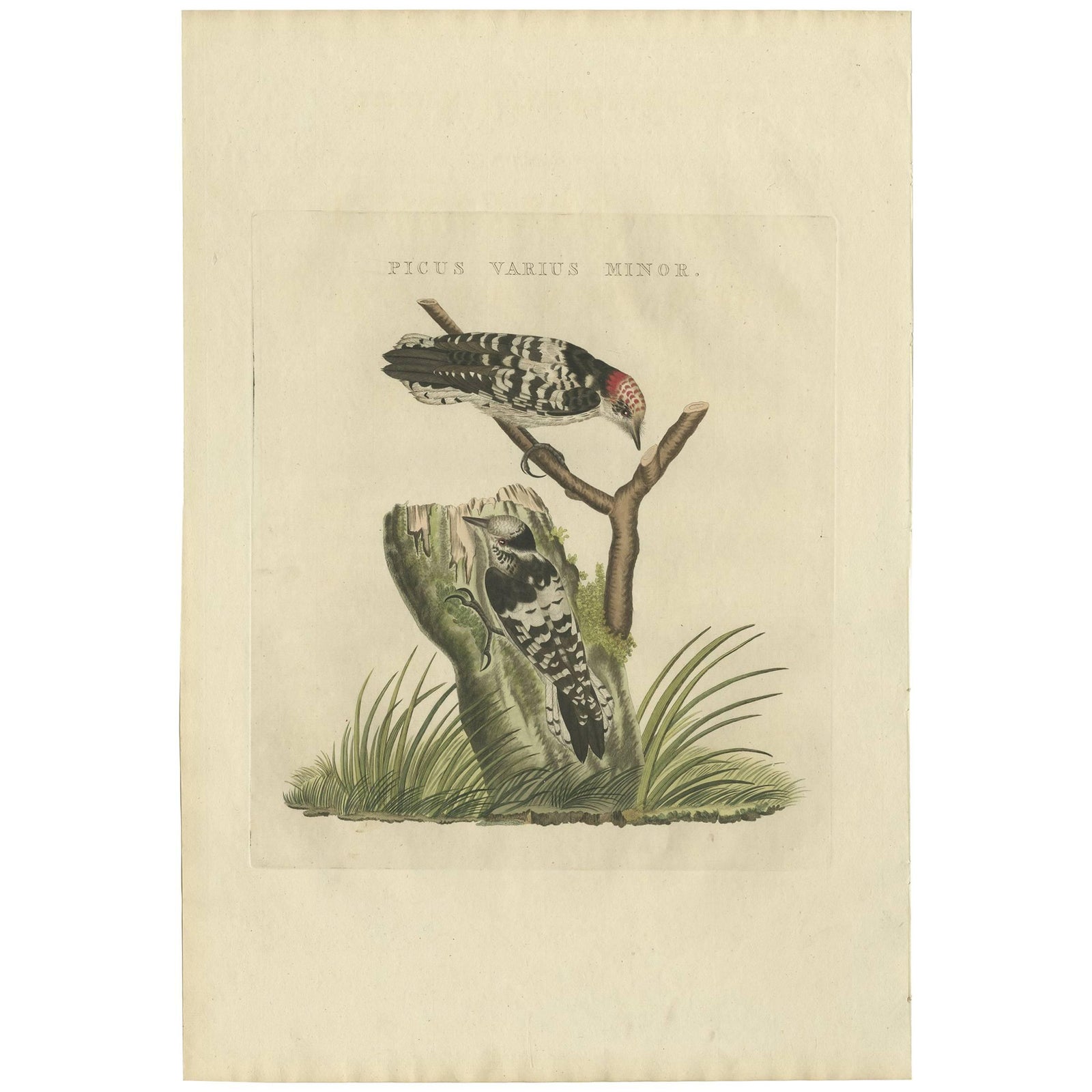 Lesser Spotted Woodpecker, Picus Varius Minor, c.1809