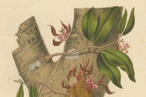 Original Antique Botanical Chromolithograph of Namnam Tree, c. 1880, close-up 3