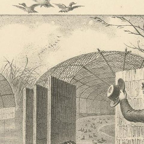 Antique Print of a Lincolnshire Duck Decoy Made after Lubbock 'c.1860', close-up 1