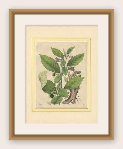 1852 Botanical Lithograph of Atropa Belladonna (Deadly Nightshade), shown framed