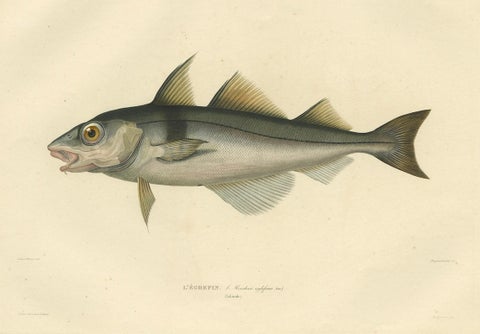 Antique Ichthyology Print, Haddock (L’Égrefin) from Gaimard Voyage, 1842, close-up 4
