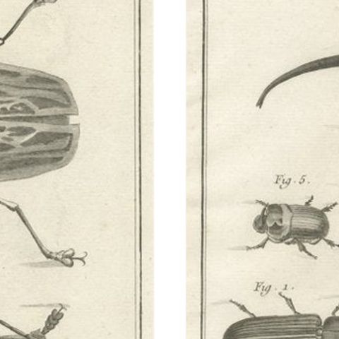 Pair of Antique Engravings of Beetles & Insects from Diderot’s Encyclopédie 1770, close-up 3