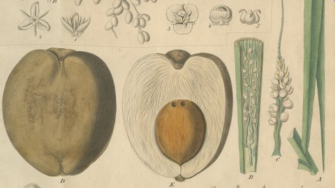 Antique Botanical Print of Coconut Palm, Copper Engraving, c.1831, close-up 2