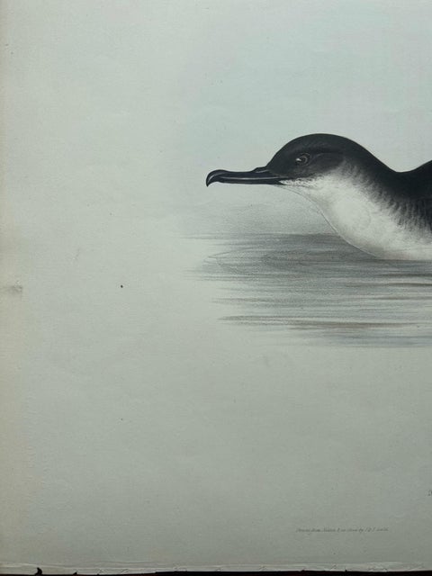 Manks Shearwater, Antique Bird Print by John Gould, c.1832, view 3