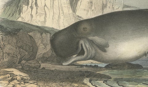 Le Cachalot Macrocéphale (Sperm Whale), Hand-Colored Engraving, 1840, close-up 2