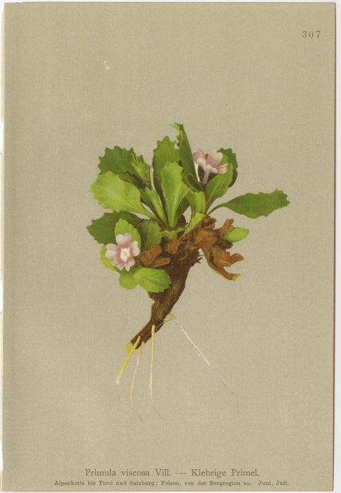 Alpine Primula Botanical Prints, Decorative Floral Set, Palla 1897, view 4
