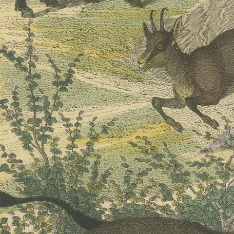 Antique Ibex and Chamois Print with Aurochs, Sheep and Cattle, circa 1890, close-up 3