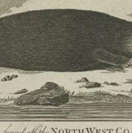 Original Antique Print of a Sea Otter, a Quadruped and a White Bear, C.1780, close-up 1