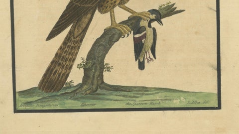 Antique Hand-Colored Engraving of Sparrow Hawk by Eleazar Albin, circa 1730, close-up 4