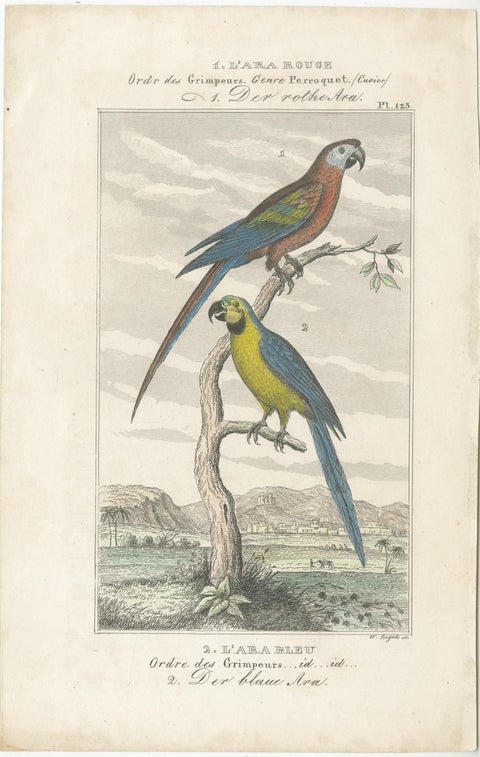 Small Hand-Colored Print L'Ara Rouge et Bleu Parrot from Buffon’s Histoire, 1770, view 3