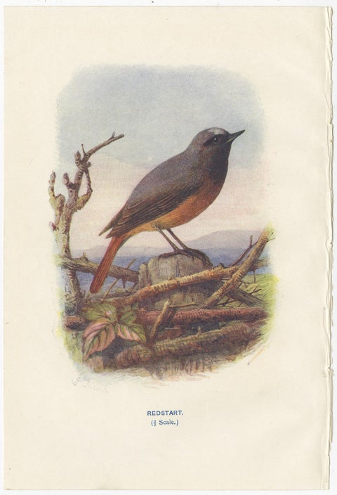 Set of 4 Antique Bird Prints Jay, Redstart, Jackdaw, Greenfinch, '1901', view 3