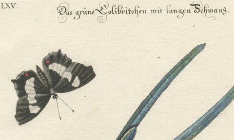 Long-Tailed Green Hummingbird Engraving by J.M. Seligmann after Edwards, ca.1770, close-up 3