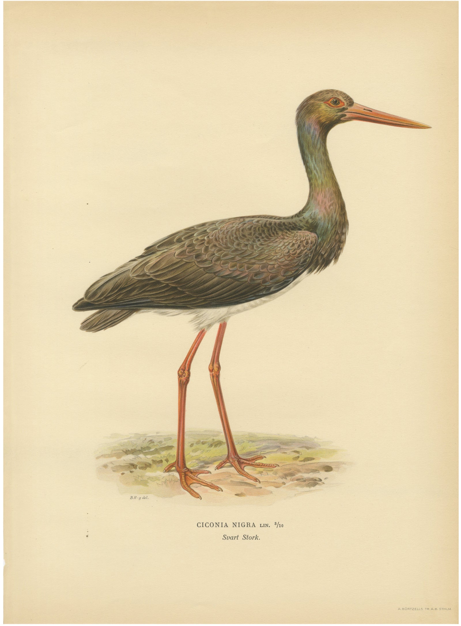 Black Stork Ciconia Nigra - Antique Scandinavian Bird Lithograph, 1929