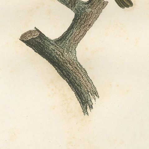 Large Antique Vireo Bird Illustration - 1807 Vieillot Handcolored Print, close-up 5