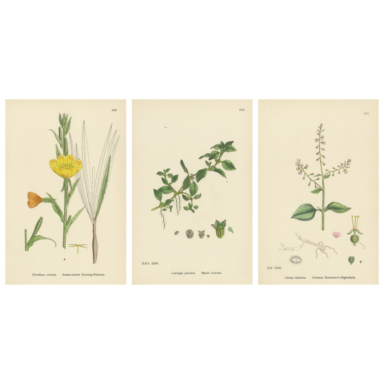 Engravings of Evening-Primrose, Marsh Isnardia, and Enchanter’s Nights, 1902