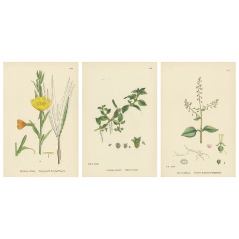 Engravings of Evening-Primrose, Marsh Isnardia, and Enchanter’s Nights, 1902