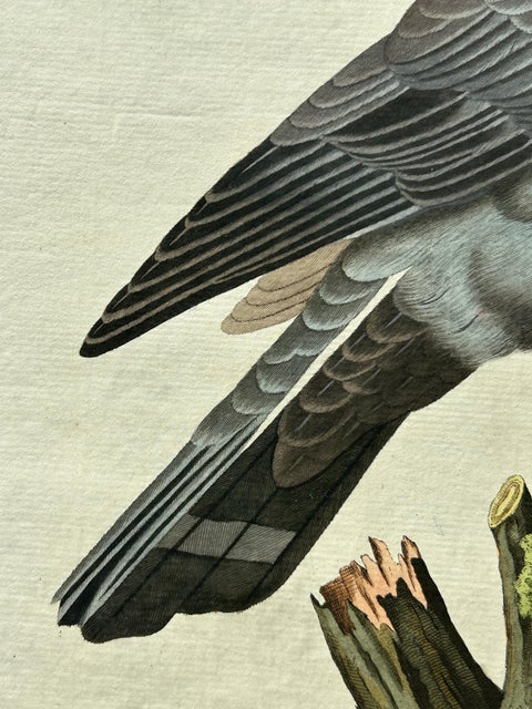 Stock Dove, Columba Oenas, Nozeman & Sepp Antique Bird Print, c.1829, view 7