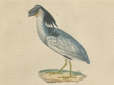 Original Hand-Colored Print of a Boatbill, Hammerhead and a Pink Spoonbill Bird, close-up 3