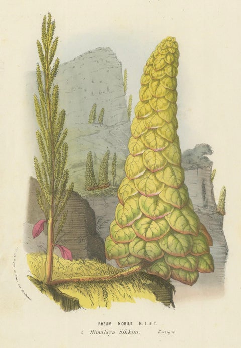 Noble Rhubarb Botanical Illustration by Louis van Houtte, 19th Century, close-up 4
