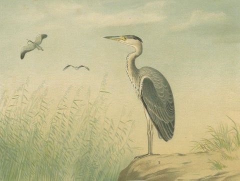 Antique Bird Print of the Grey Heron by Naumann, circa 1895, close-up 2