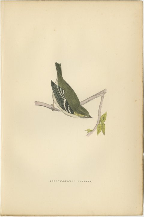 Yellow Browed Warbler Hanging from a Forked Twig, Antique Print, Morris, 1896, view 2