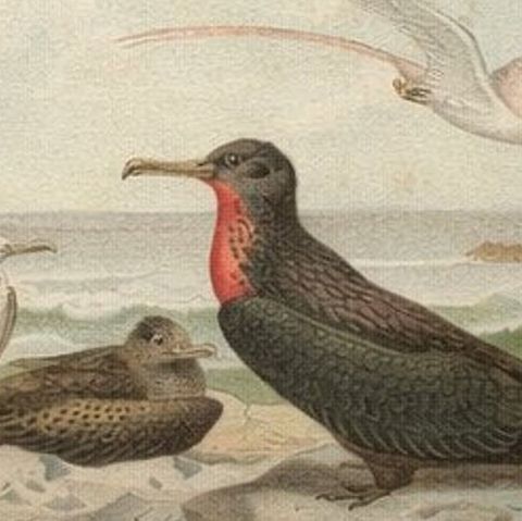 Antique Frigate Bird & Tropic Bird Print, Coastal Scene Lithograph, c.1895, close-up 5