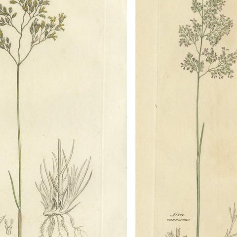 Eight Antique Botanical Engravings of Aira, Avena & Holcus Meadow Grasses, 1830, close-up 1