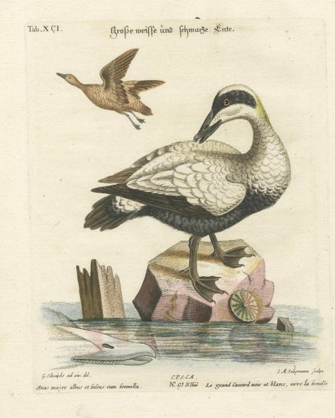Hand-Colored Engraving of the Large White and Black Duck by Seligmann, ca.1770, close-up 4