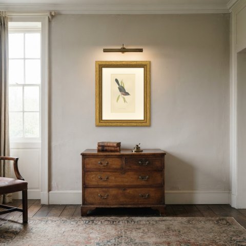 Dartford Warbler Clinging Head Down, Antique Hand Colored Print, Morris, 1896, shown framed in a room