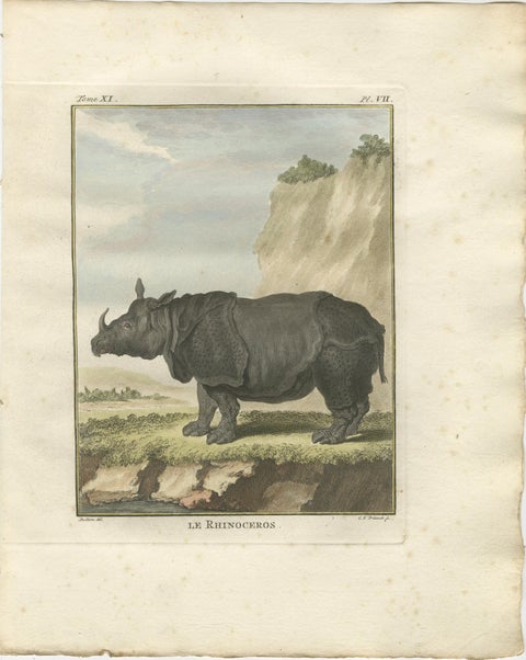 Striking Antique Rhinoceros Engraving, Buffon Hand-Coloured Print Amsterdam 1769, view 2