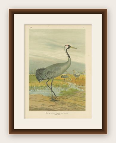 Majestic Common Crane in Wetland Landscape, Antique Bird Chromolithograph, 1880, shown framed