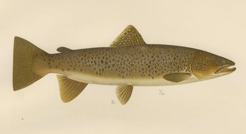Brown Trout Diversity in Scandinavian Waters: Exquisite Lithograph, 1895, close-up 6