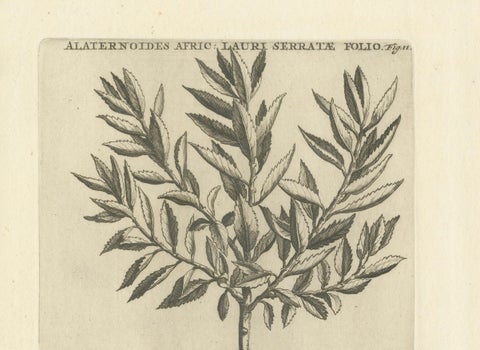 Botanical Engraving of Alaternoides Afric Lauri Serratae from Commelin, 1706, close-up 3