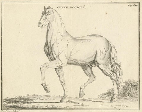 Antique Print of an Écorché of a Horse by Fessard, '1819', view 3