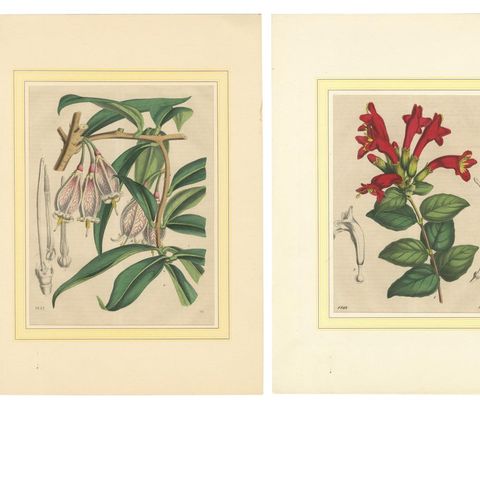 Set of Four Hand-Colored Botanical Prints from Book of Worlds, 1848, close-up 1