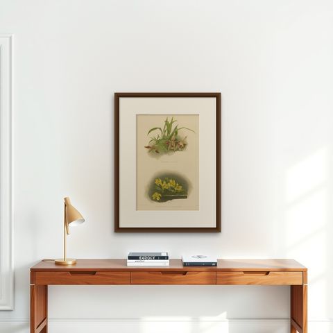 Victorian Botanical Orchid Print, Two Exotic Varieties, c.1888, shown framed on a wall