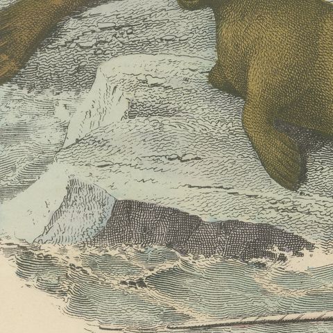 Antique Walrus and Narwhal Print, Arctic Sea Scene with Manatee, circa 1890, close-up 4